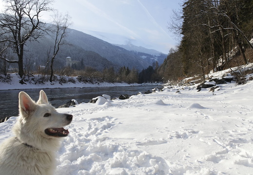 Serie Lienz: Weißer Schäferhund an der Isel 