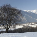 Lienz-Osttirol-Baum-_MG_3316.JPG