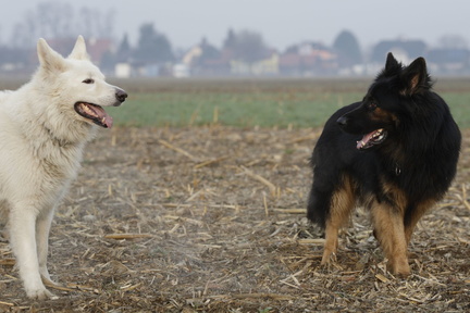 Serie Altdeutscher Schäferhund: Auge in Auge mit einem Weißen Schäferhund 