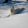 Weisser-Schaeferhund-Schnee-PC260034_1.jpg